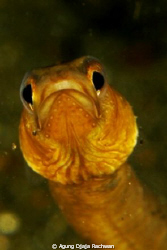 Hello .... ! I am an eel from Lembeh Strait ... by Agung Djaja Rachwan 